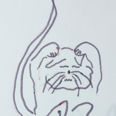 Schlitzohr