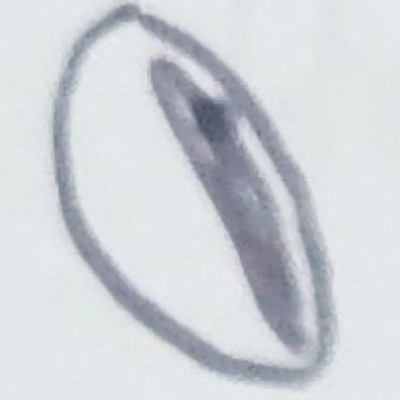 Nacktmull